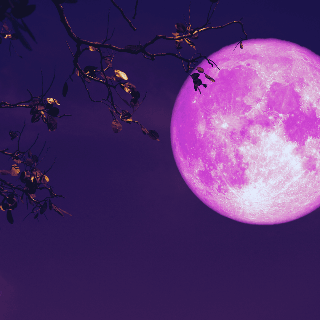 Copertina: La Notte Rosa